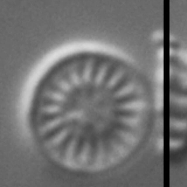 Discostella lacuskarluki LM5