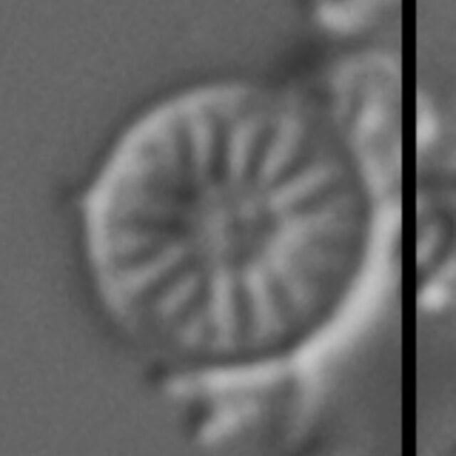 Discostella lacuskarluki LM6