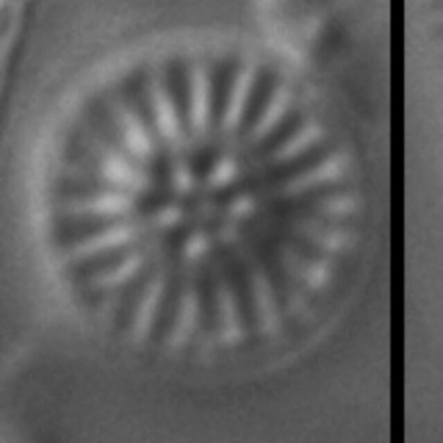 Discostella lacuskarluki LM2