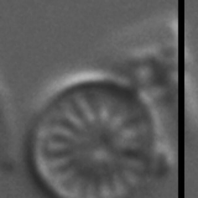 Discostella lacuskarluki LM7