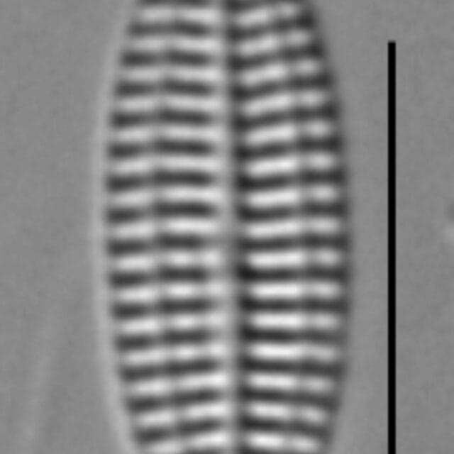 K Nitidiformis Holly29 4