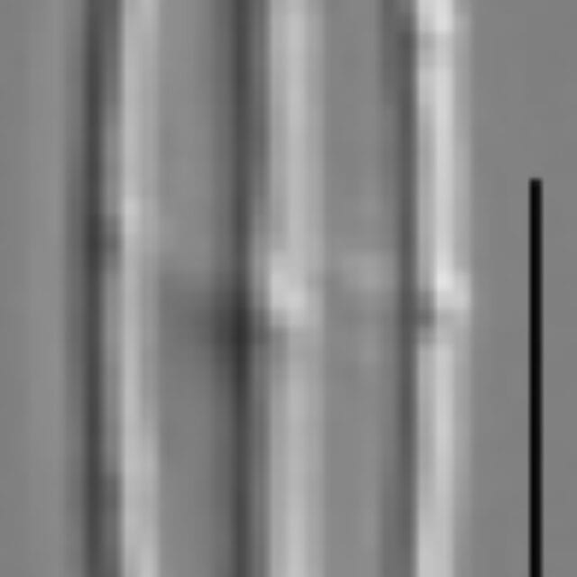 Kobayasiella tursujuqensis LM1