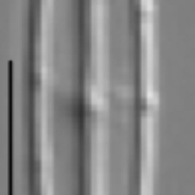 Kobayasiella tursujuqensis LM2