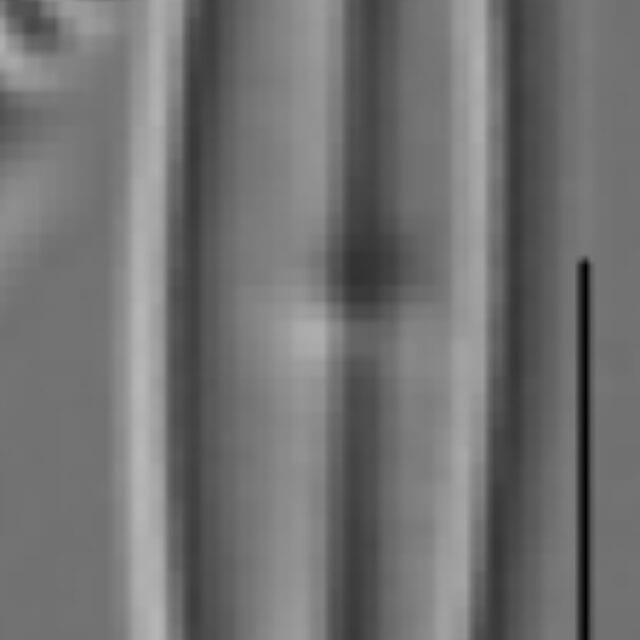 Kobayasiella tursujuqensis LM4