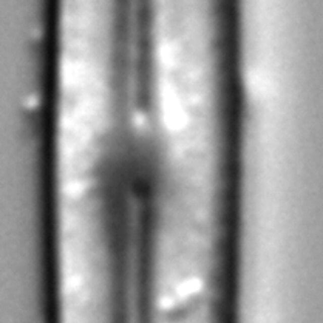 Kobayasiella parasubtilissima LM1