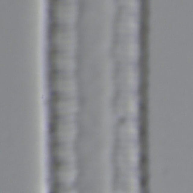 L B 57 1535 53 8 lgracilis