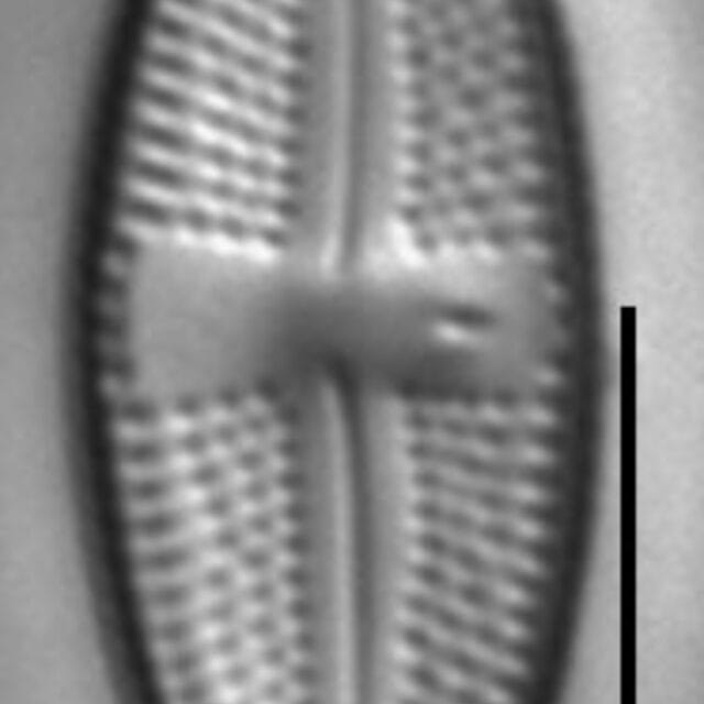 Luticola hlubikovae LM4