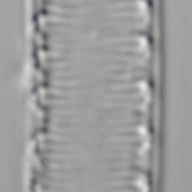 L16 63 1198 42 2 2 Igracilis