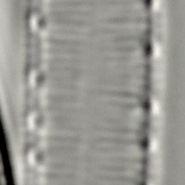 L16 63 1198 42 2 Igracilis