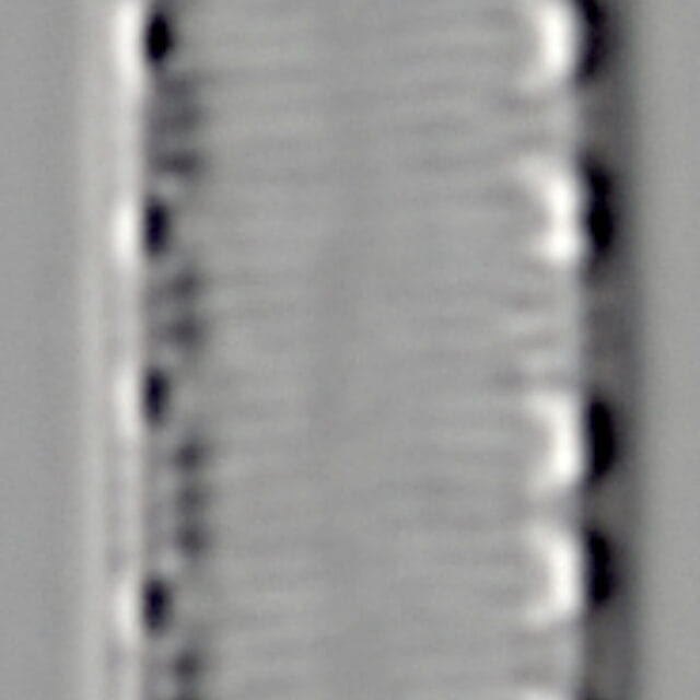 L16 63 1269 44 6 Igracilis