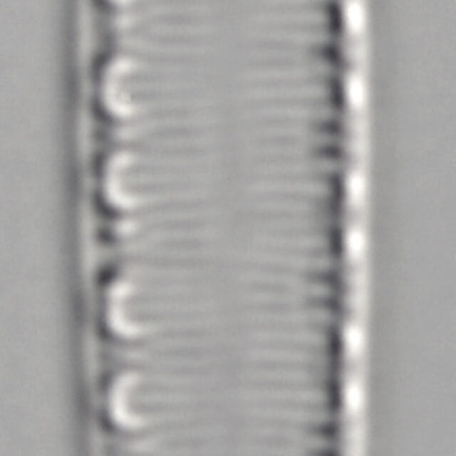 L16 63 1277 44 9 Igracilis