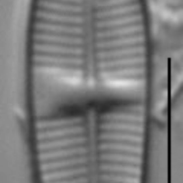 Lemnicola hungarica LM1