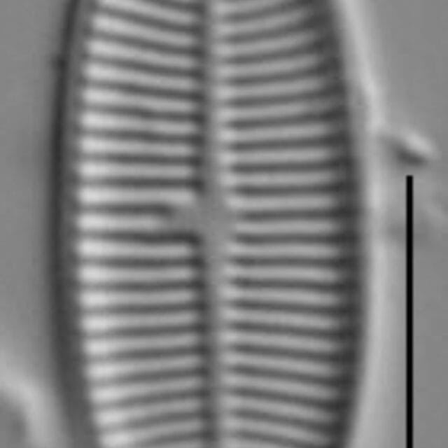 Lemnicola hungarica LM6
