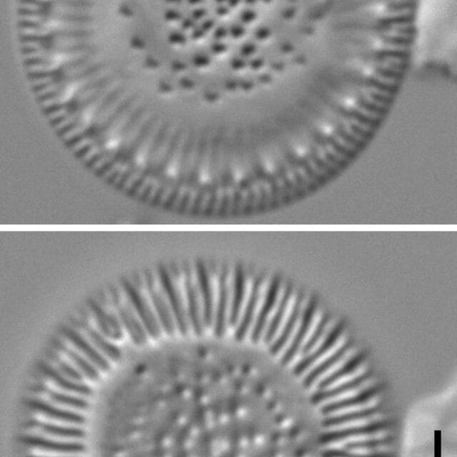 Lindavia eriensis LM1