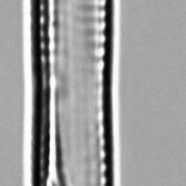 Fragilaria capucina LM2