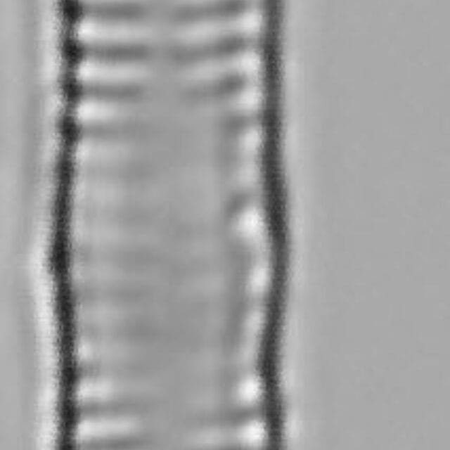 Fragilaria capucina LM3