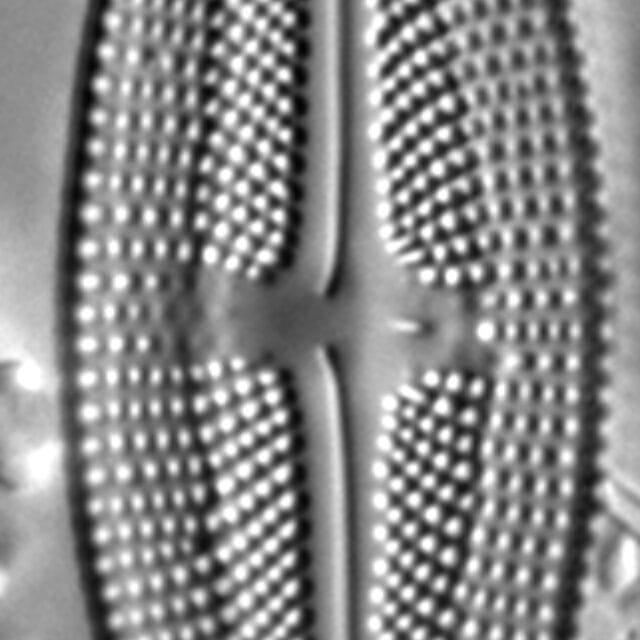 Luticola frenguelli LM6