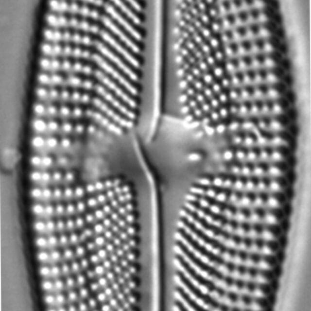 Luticola frenguelli LM1