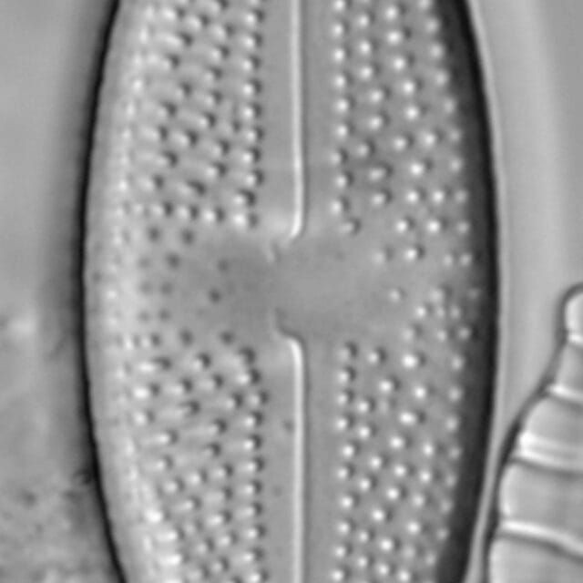 Luticola_hamiltonii_1