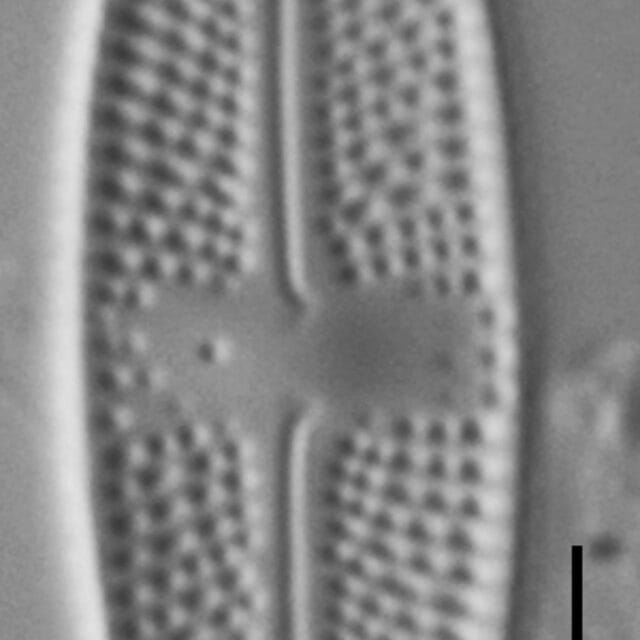 Luticola Arctica Gc63412 12