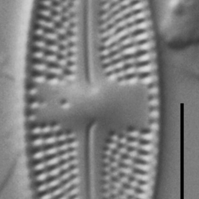 Luticola Arctica Gc63412 6