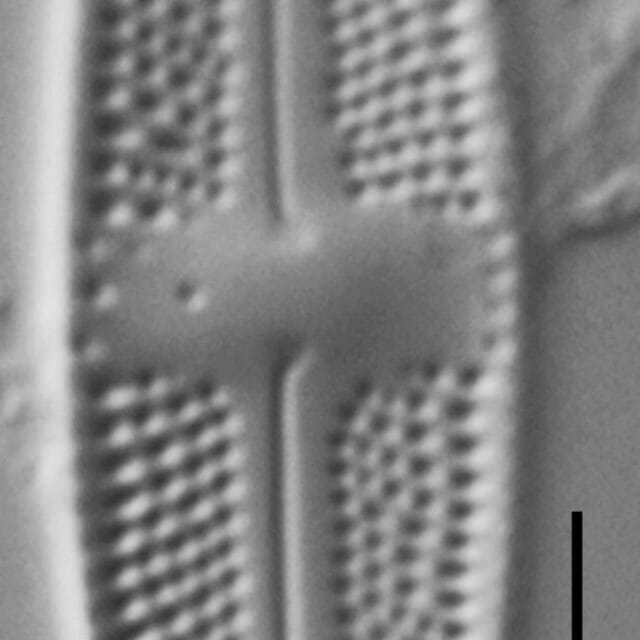 Luticola Arctica Gc63412 7