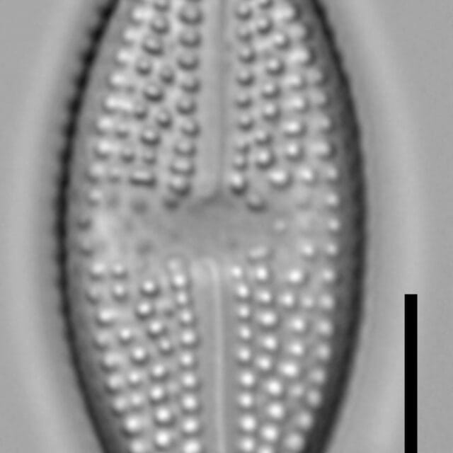 Luticola_hamiltonii_4