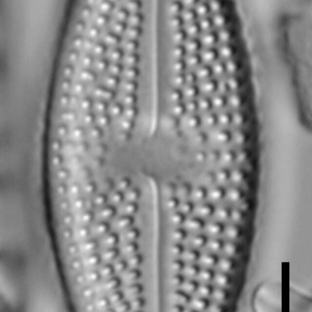 Luticola_hamiltonii_5