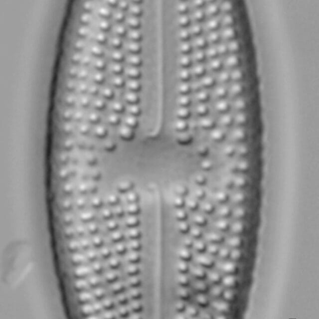 Luticola_hamiltonii_6