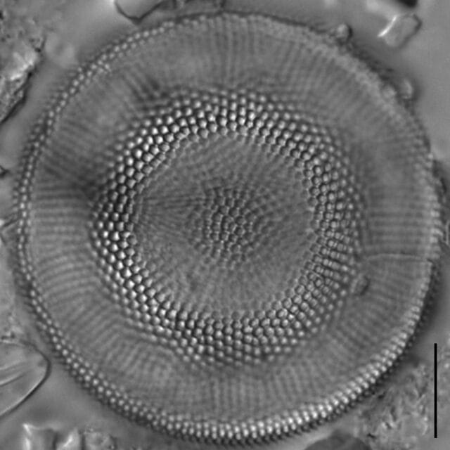 Actinocyclus normanii_LM3