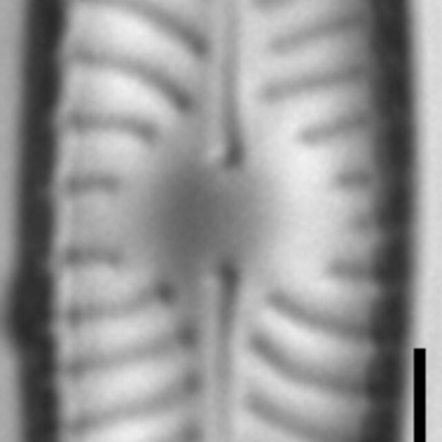 Placoneis paraelginensis LM6
