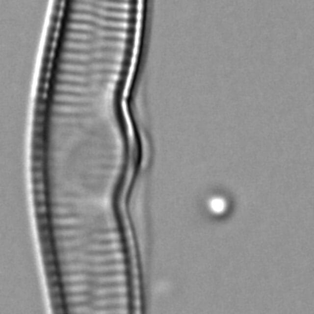 Hannaea superiorensis LM7