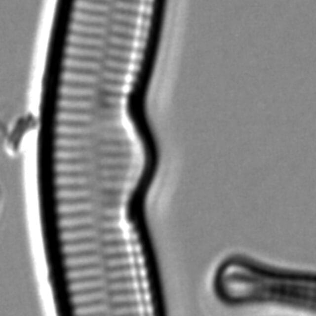 Hannaea superiorensis LM5