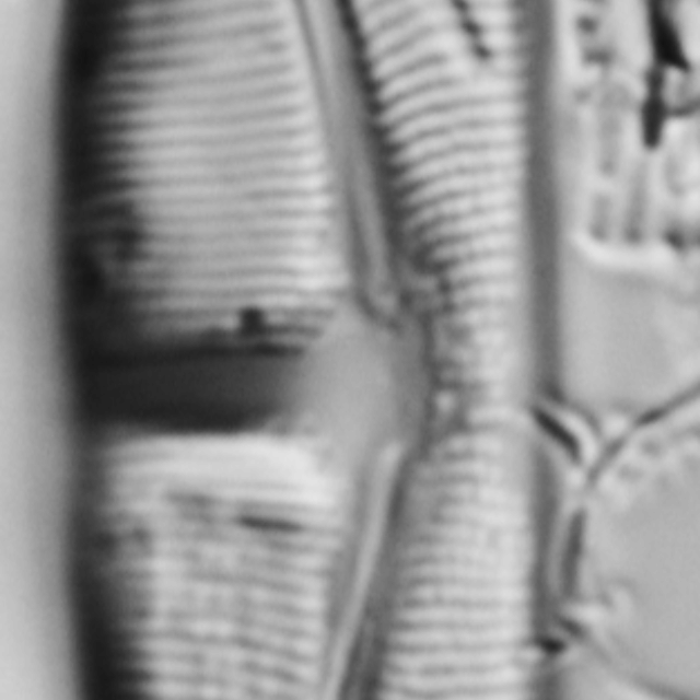 Amphora delphinea minor LM1