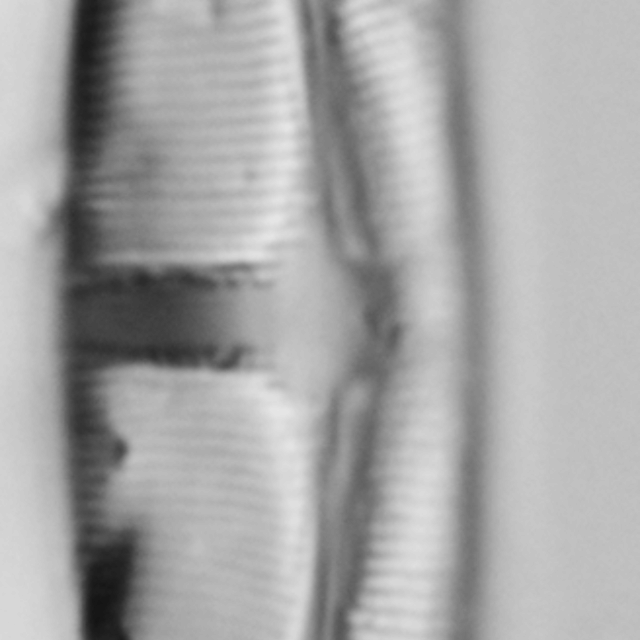 Amphora delphinea minor LM2