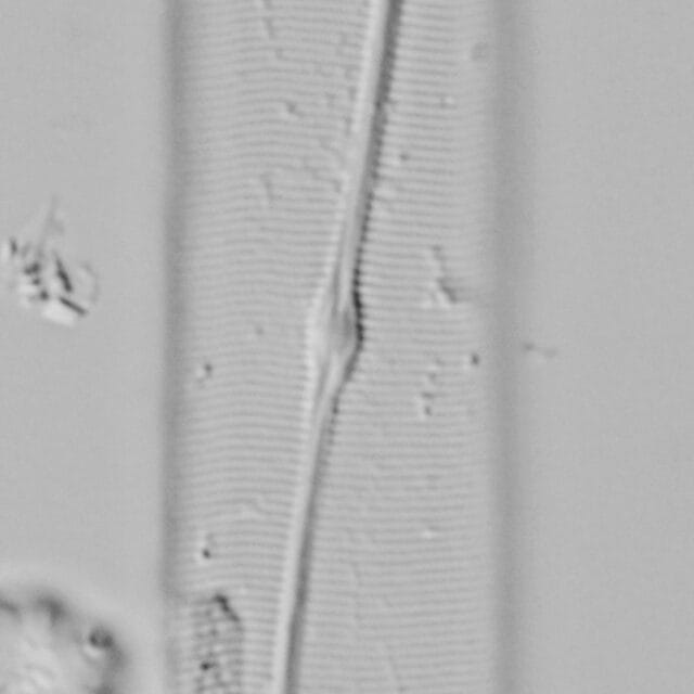 Me10042  D 012318 01