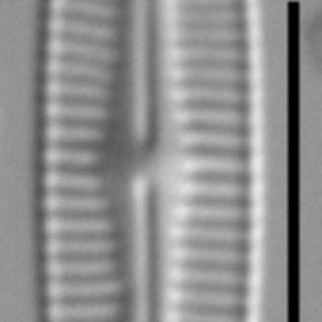 Rossithidium anastasiae LM7