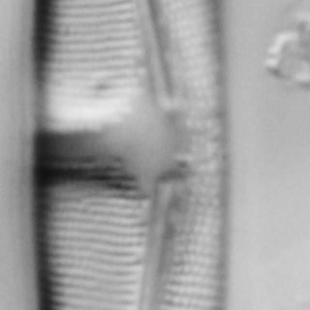 Amphora delphinea minor LM5