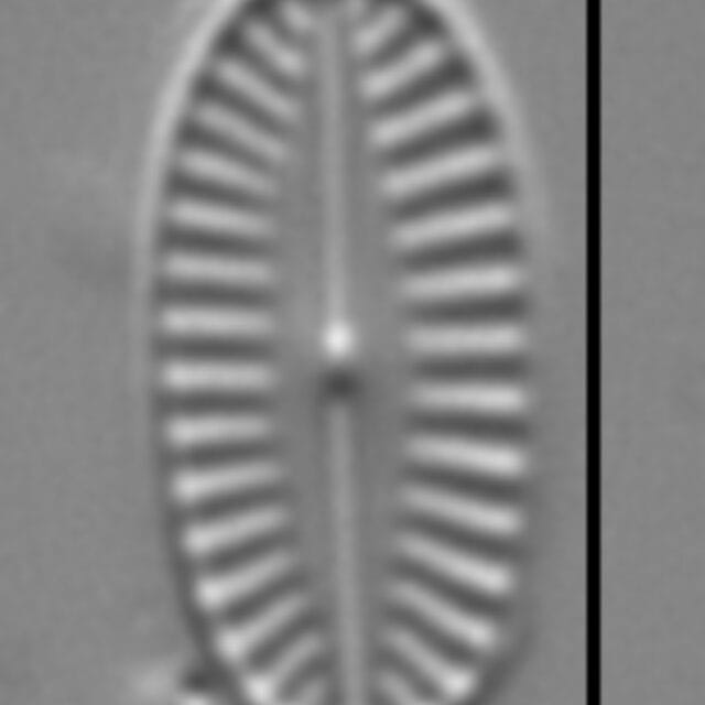 Karayevia suchlandtii LM2