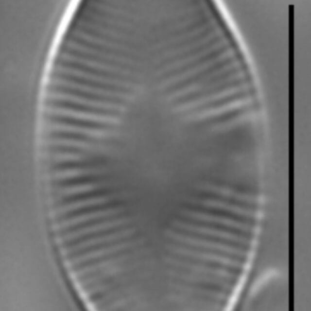 Mo000019  Eulaev 1A Ed