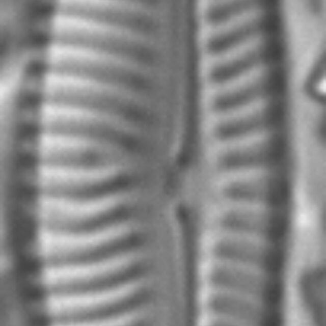 Navicymbula pusilla LM3