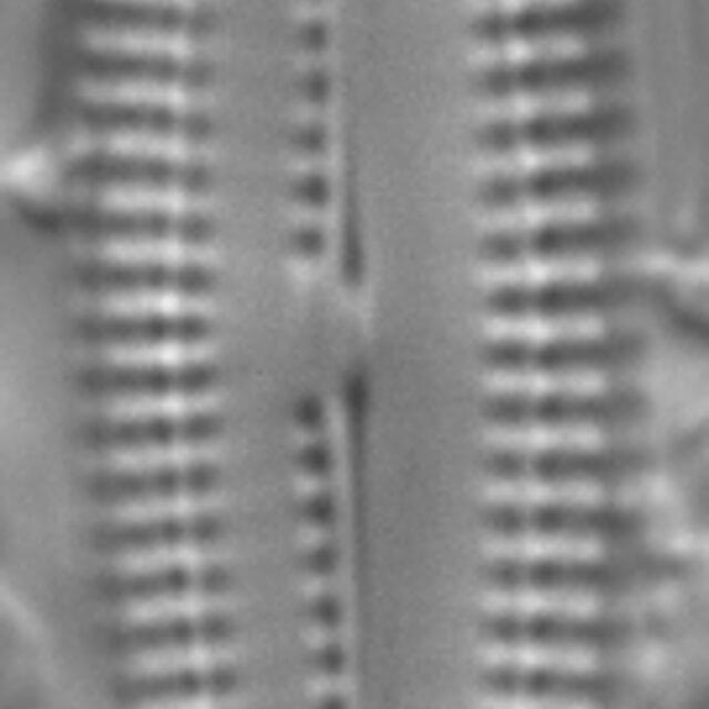 Biremis circumtexta LM3