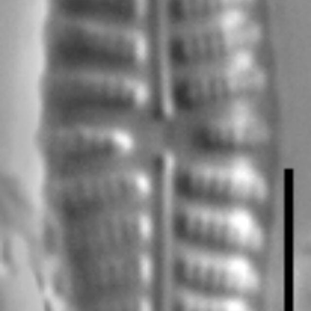 Hippodonta coxiae LM2