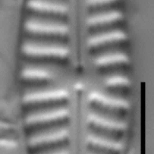 Hippodonta coxiae LM1