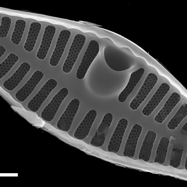 Planothidium frequentissimum SEM1