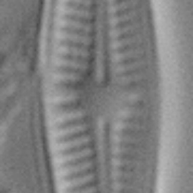 Achnanthidium eutrophilum LM3