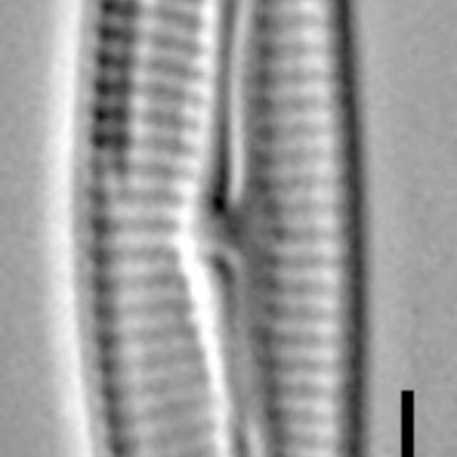 Encyonema evergladianum LM1