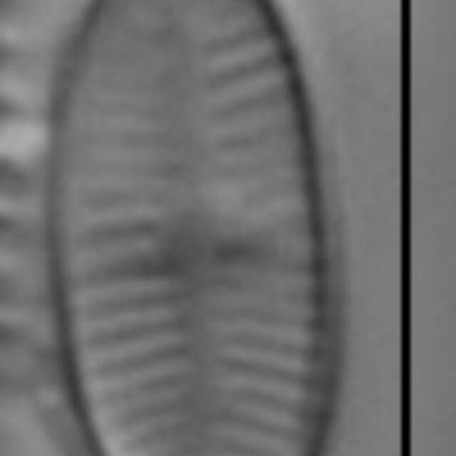 Psammothidium curtissimum LM2