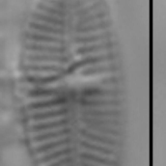 Psammothidium curtissimum LM1