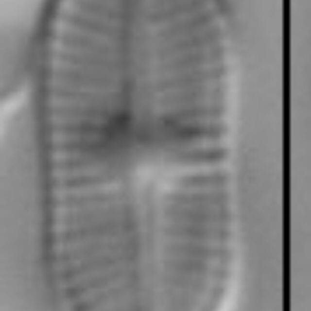 Psammothidium didymum LM6